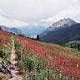 401 Trail - Crested Butte, Colorado