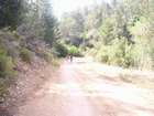 EasyRider at "KEDOSHIM" forest
akiva bornshtein
