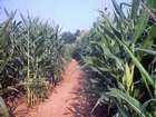 Corn Field Single Track
Nathan